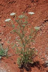 Ammi Majus Useful Temperate Plants