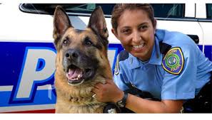 K9 Police Officer Career Job And Training Information Police Officer Job Description K9 Officer Police K9