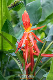 Image result for Musaceae