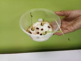 Proses pertumbuhan kacang hijau dan kacang merah terjadi melalui tiga tahap, yaitu perkecambahan, pertumbuhan primer, dan pertumbuhan sekunder. Amali Minggu 5 Percambahan Biji Benih 8 10 18