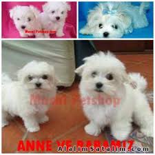 Teacup Maltese Kar Beyaz Masal Petshop 964581 Alalimsatalim Com