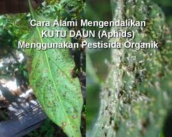 Kisar semua bahan a dalam pengisar (blender). 20 Cara Membuat Pestisida Organik Nabati Untuk Mengendalikan Kutu Daun Berita Pertanian Mitalom