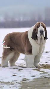 #fyp #stbenard #hound #dog #dogmixbreed #dogsoftiktok #viralvideo  #fypシ゚viral