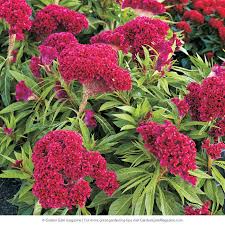 3 Types Of Celosia Seed Starting Mix Celosia Plant Flower Garden