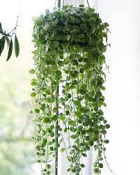 Hanging Plants For Low Light Google Search Indoor Plants Indoor Plants Diy Room With Plants
