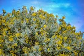Image result for Acacia pentagona