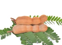 Image result for Tamarindus