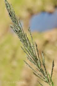 Image result for Leptochloa uniflora