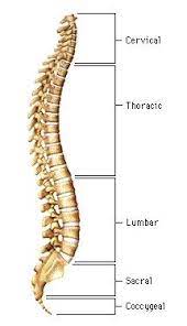 2 large, 2 medium, and 2. Injuries To The Spine After Trauma