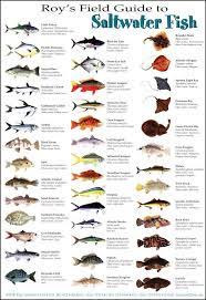 Peixes Fish Chart Saltwater Fishing Salt Water Fishing