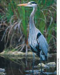 We did not find results for: Indiana Woodland Steward Great Blue Herons