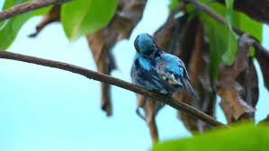 There are 3 blackface dacnis for sale on etsy, and they cost 21,00 $ on average. The Black Faced Dacnis Dacnis Lineata Stock Footage Video 100 Royalty Free 19810423 Shutterstock