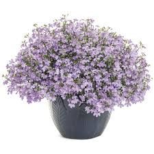 Image result for Lobelia cobaltica