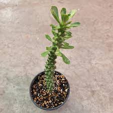 Image result for Monadenium discoideum