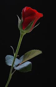 Author Amanda Grey Chose This Rose As Her Logo In The Novel The Art Of Secrets Www Vickyadin Co Single Red Rose Beautiful Rose Flowers Beautiful Red Roses