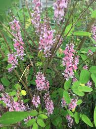 Image result for Indigofera erythrogramma