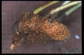 Image result for Elaphoglossum macropodium