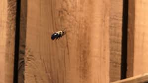 Maybe you would like to learn more about one of these? Spring Brings Carpenter Bees New Threats To Homes Wbir Com