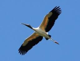 Large Grey Bird With White Ring Around Neck Wood Stork Bird Life List Stork Wood