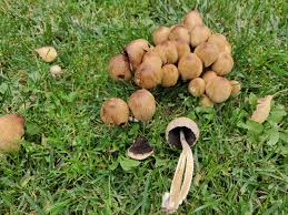 Viele der im garten wachsenden pilze sind nicht für den. Kleine Braune Pilze Im Rasen Pilzbestimmung 123pilzforum