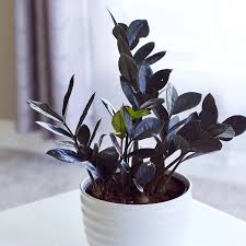 How to check your zz plant for root rot. Raven Zz Plant Care And Profile The Contented Plant