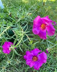 Image result for Portulaca centrali-africana