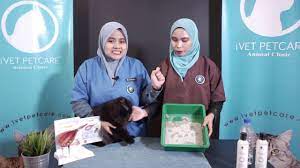 Sakit pada bahagian abdomen iaitu pada sisi kanan dan kiri pinggang. Tanda Tanda Batu Karang By Ivet Team Youtube