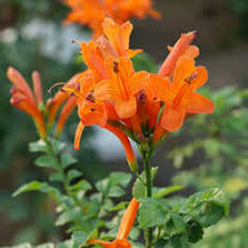 When choosing these types of honeysuckles, keep in mind how large they. Pruning Cape Honeysuckle Knowledgebase Question Garden Org