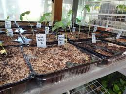 Image result for Leonotis myrothamnifolia