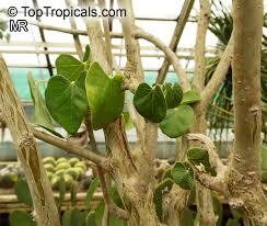 Image result for Jatropha scaposa