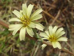 Image result for Lactuca lasiorhiza