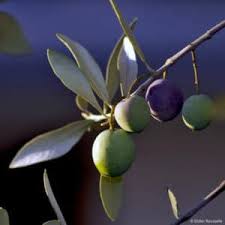 Huiles Et Olives Du Verger A L Assiette Huiles Et Olives Fr