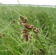 Image result for Hypolytrum heteromorphum