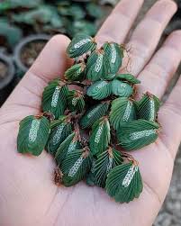 Image result for Elatostema