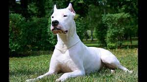 Dogo Argentino-The lord of the dogs - YouTube