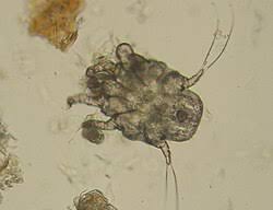 Image result for what do otodectes cynotis look like in dog fur