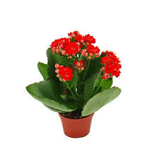 Image result for Kalanchoe rosalina