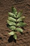 Image result for Fernandoa abbreviata