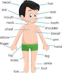 Students match the words to the correct pictures and complete the crossword. Body Part Name In Hindi English à¤¸à¤° à¤° à¤• à¤… à¤— à¤• à¤¨ à¤® Name Of Body Part