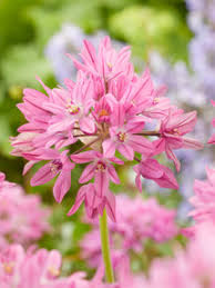 Image result for Afroligusticum scottianum