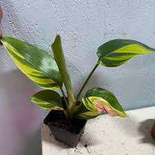 Image result for Strelitzia nicolai