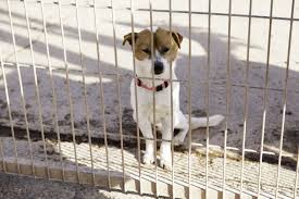 Antihistamines For Dogs