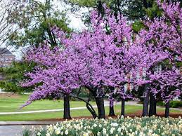 Your eastern redbud arrives at your door, ready to thrive. Redbud Tree Varieties Plantingtree