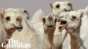 The uae is also home to the richest horse racing cup. 12 Camels Disqualified From Saudi Beauty Contest In Botox Row Saudi Arabia The Guardian