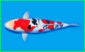 Ikan Koi Termahal Dan Berbagai Jenisnya Yang Kita Harus Tau Ikan Koi Hewan
