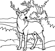 Dibujos De Animales Para Colorear Adultos