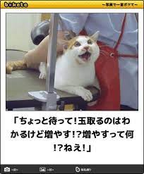 pin by みくみく on そうきたか animals cats funny