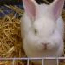 8 Wochen Altes Kaninchen Ernahrung