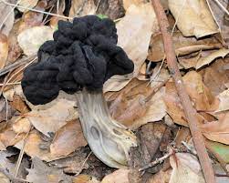 Maybe you would like to learn more about one of these? Fluted Black Elfin Saddle Higher Fungi Of The San Francisco Bay Area Inaturalist
