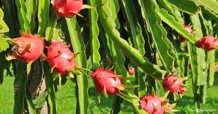 Make sure to use a sandy, well draining soil made for cactus plants. Dragon Fruit Flower Care All About Growing Pitaya